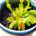 神秘的かつユニーク！食虫植物の生態について調べてみた！