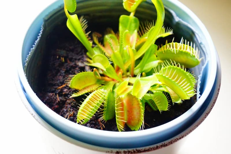 神秘的かつユニーク！食虫植物の生態について調べてみた！のアイキャッチ画像